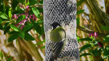 Great tit birds (parus major) busy pecking peanuts and sunflower seeds from bird feeder in late winter, early spring.