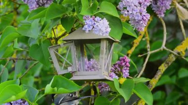 Great tit bird (parus major) hops around for food and finds peanut in lantern decoration bird feeder surrounded by blooming lilac flowers in spring.