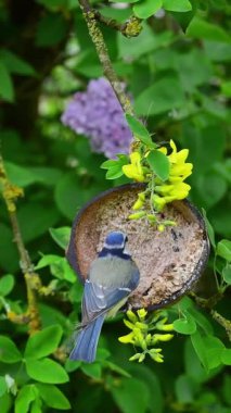 Garden bird, Eurasian blue tit (Cyanistes caeruleus), pecking seeds from suet filled coconut feeder in spring. Vertical video for social media.