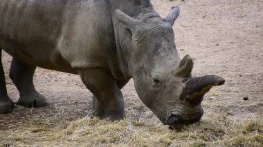 Gergedanlar otları yer, yer, çiğner ve çiğner.