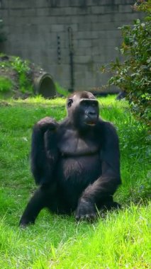 Goril oturup bitki sapını kemiriyor.