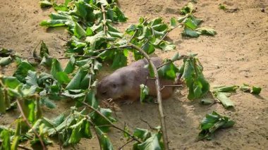 Çayır köpeği yer ve yaprakları kemirir.