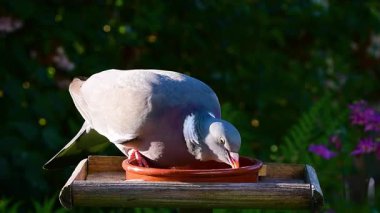 Kereste güvercini (Columba palumbus) kuş gagalama tahılları, tohumlar ve kuş yemi kasesinden yiyecek, sığ alan yeşil doğa derinliği.