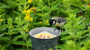 Picky great tit bird (parus major) selectively discarding food before choosing a tasty peanut and flying away.