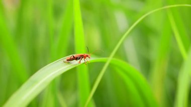 Longhorn böceği uzun antenler, sığ alan derinliği yakın çekim böceği.