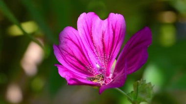 Arı mor mallow çiçeğinden nektar topluyor