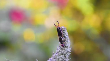 Kulaklık (Forficula auricularia), kıskaçlı çiçek tomurcukları üzerinde sürünür. Bulanık arka plan. Doğa, böcek bilimi ya da makro temalı görseller için mükemmel..
