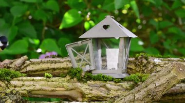 Great tit bird (parus major) hops on branches to pecks peanut food from lantern house decoration on a sunny autumn day.