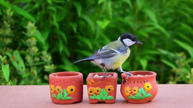 Great tit bird (parus major) perches on small pots decorated with sunflowers to peck food. For happy summer, birdlife or wildlife themes.