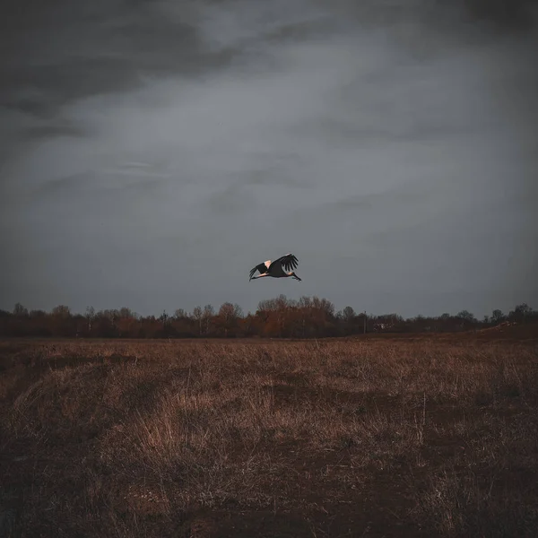Stork Flyger Vid Solnedgången Mörkt — Stockfoto