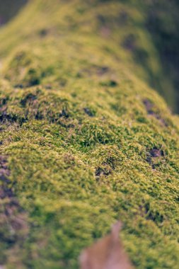 yeşil çimen arkaplanı kapat