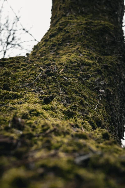 一种树皮 树皮上有苔藓 背景为绿林 — 图库照片