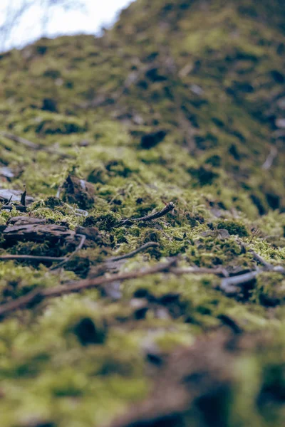 地面上的绿色苔藓 选择性焦点 — 图库照片