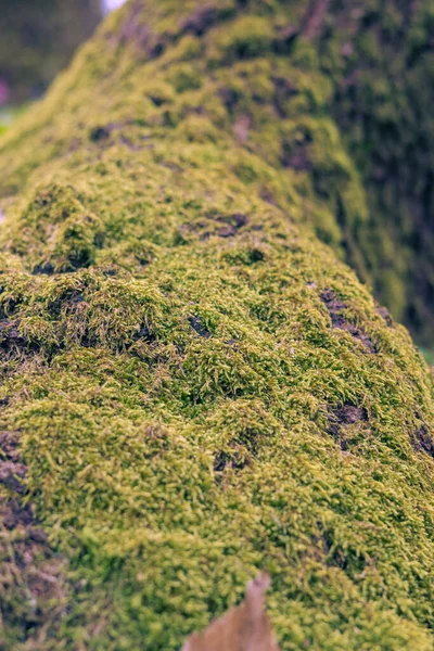 Yeşil Yosunlara Yaklaş Ormandaki Bir Ağaca — Stok fotoğraf