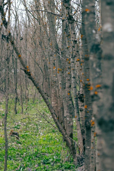 阳光明媚的春天森林 — 图库照片