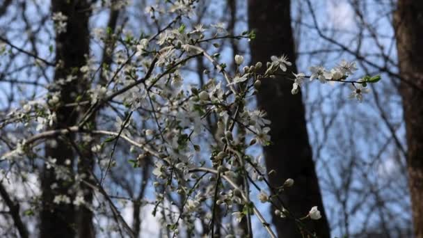 Zweige Mit Grünen Knospen Und Weißen Blüten Zeitlupe 120 Fps — Stockvideo