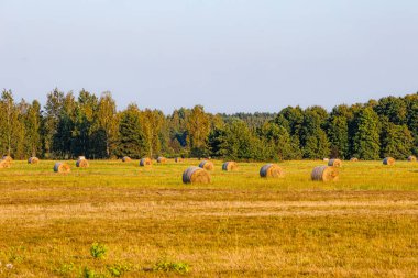 Samanlıklarla dolu bir tarla. saman tarlası. Rusya.