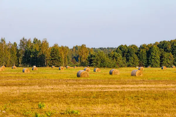 Samanlıklarla dolu bir tarla. saman tarlası. Rusya.