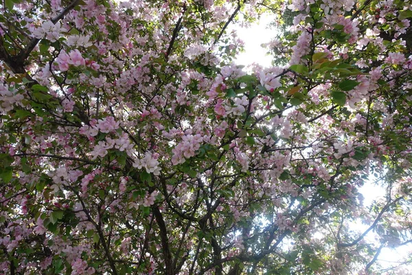 花园里一株春天的树 — 图库照片