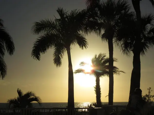 Palmiye ağacı silueti, günbatımı