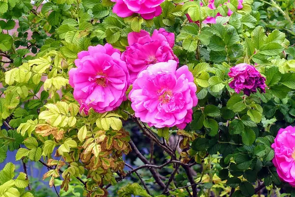 Bahçedeki güzel çiçekler