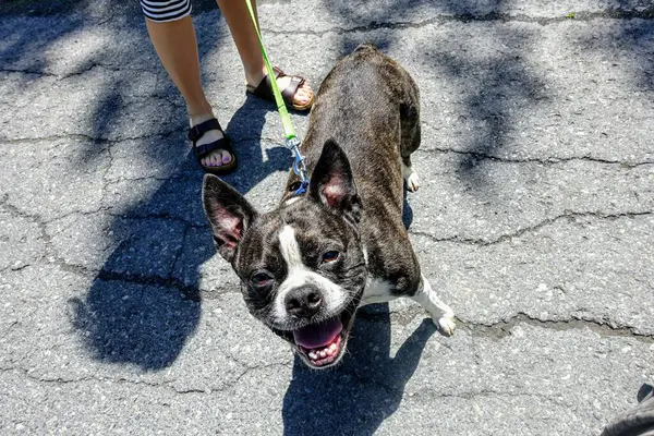 Şehirde köpek var.