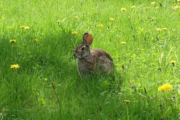 Yeşil çimenlerin üzerinde tavşan