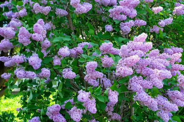 Bahçedeki leylak çiçekleri.