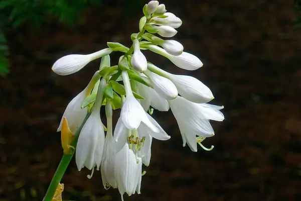 Bahçede beyaz çiçekler