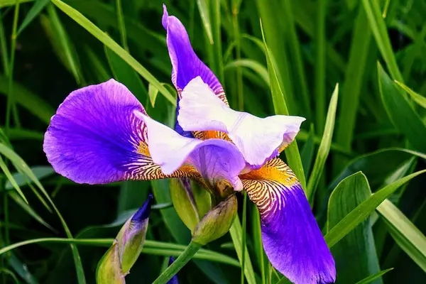 Yakın plan - mor iris çiçekleri