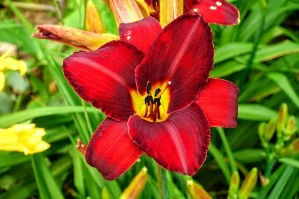 Bahçedeki güzel sarı çiçek