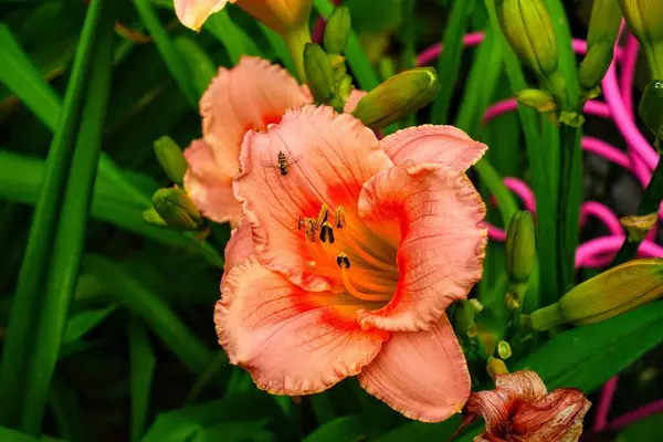 Bahçedeki güzel çiçekler