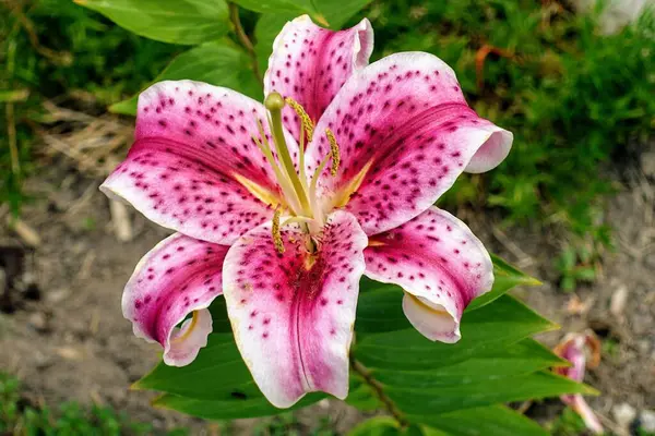 Yeşil arka planda pembe zambak çiçeği