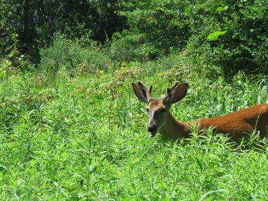 Yaz aylarında ormandaki geyik
