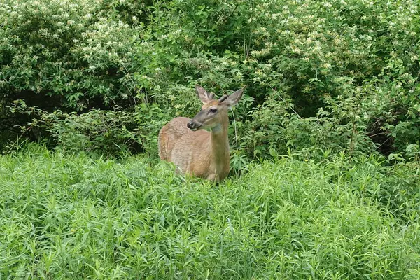 Yeşil parktaki kırmızı geyik.