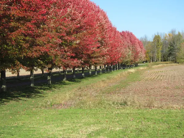 renkli sonbahar ağaç ve yaprak