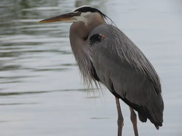 Suyun içindeki balıkçıl