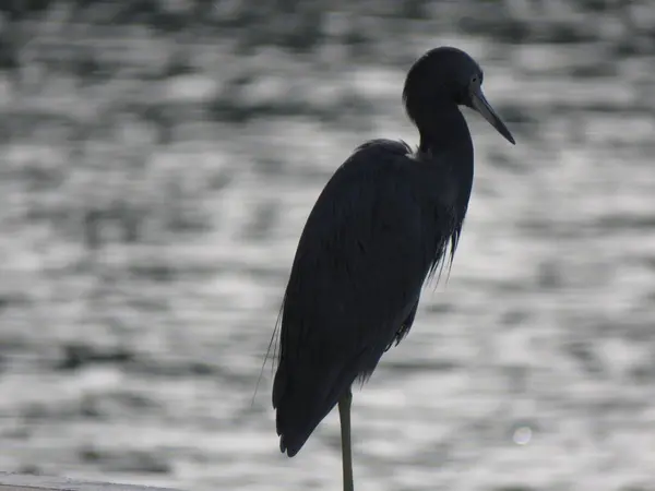 Miami 'deki bir parkta kara balıkçıl.