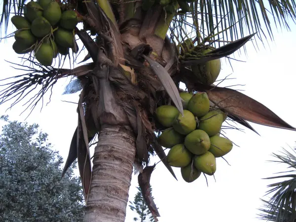Hindistan cevizi palmiyesi, doğa florası.