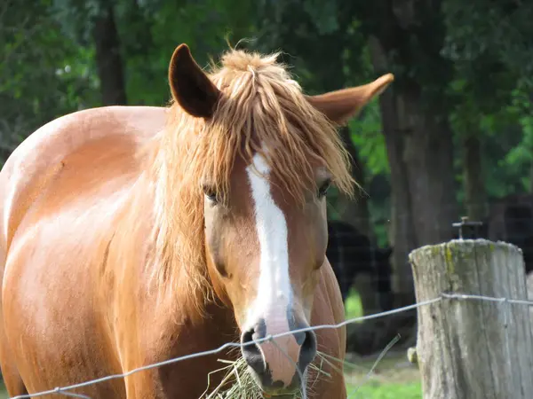 Çiftlikteki kahverengi atların portresi