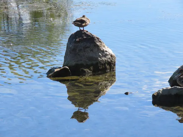 Bir kuşun yansıması