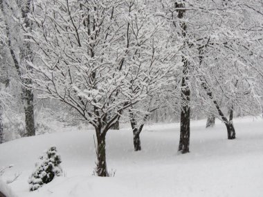 Ağaçlı ve karlı bir ormanın güzel bir görüntüsü.