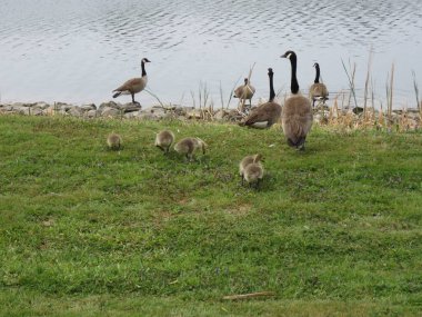 Parktaki kazlar ve kazlar