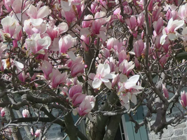 Bahar mevsiminde güzel manolya çiçekleri