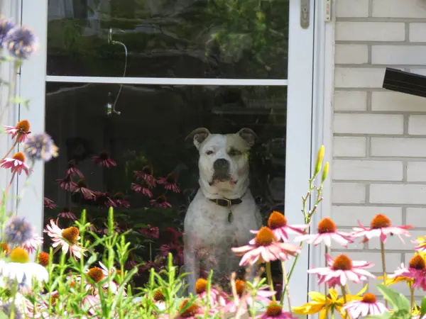 Arkasında çiçekler olan sevimli bir köpek..