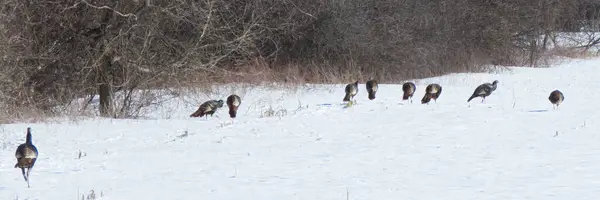 Karda bir kuş sürüsü