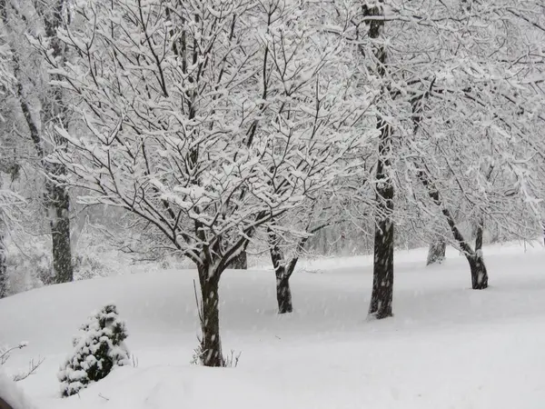 Ağaçlı ve karlı bir ormanın güzel bir görüntüsü.