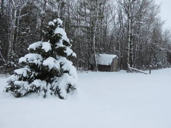 Kar ve ağaçlarla kaplı kış manzarası