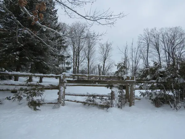 Karla kaplı çitli kış ormanı