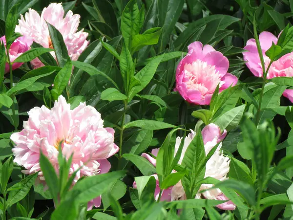 beautiful pink peonies in a garden